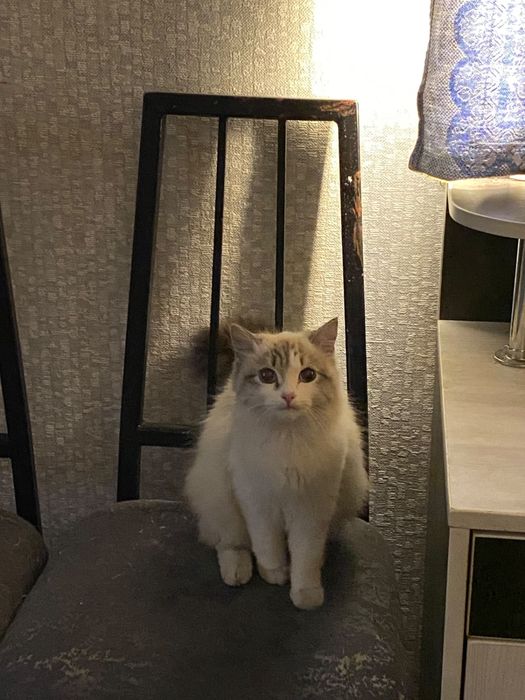 Кот в добрые руки