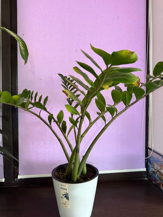 Домашние цветы .