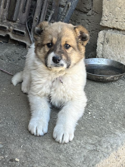 Бесплатно девочка алабай в добрые руки