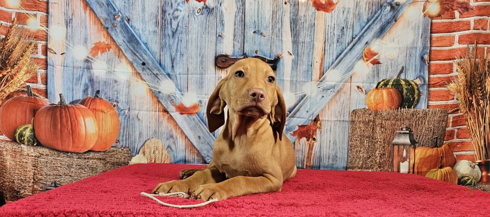 Vizsla maghiara cu pedigree