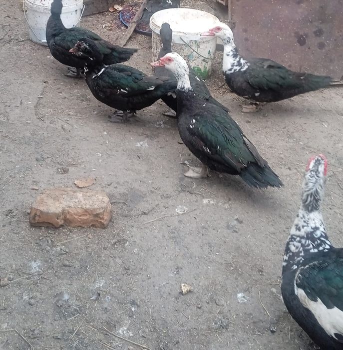 Продам индоуток  селезени