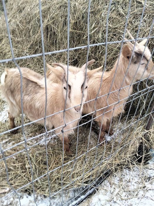 Vînd capră gestantă la a doua fătare cu douo iede lîngă ia