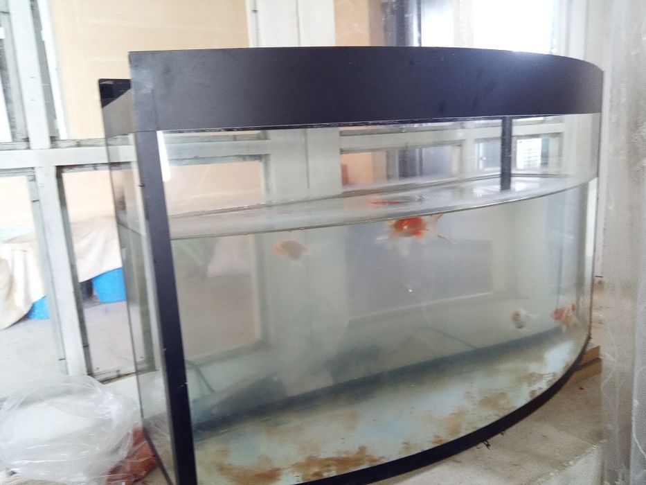 Баликлар аквариуми 60 литр 6та балиги Билан сотилади