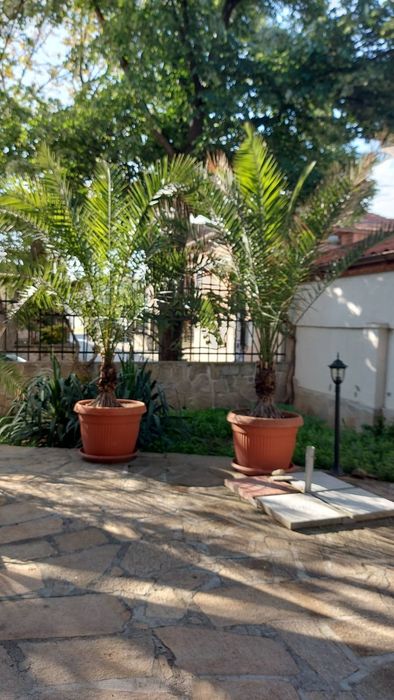 Финикови палми в отлично състояние, подходящи за градина, офис, заведе