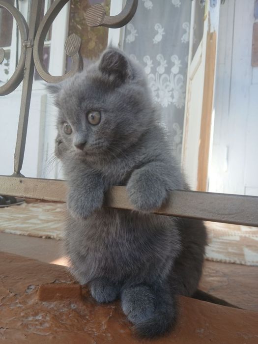 Мальчик висловух
