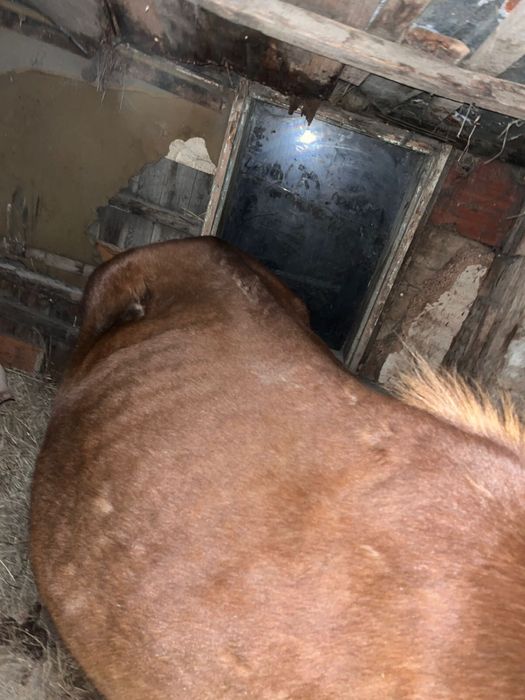 Продам кабылу