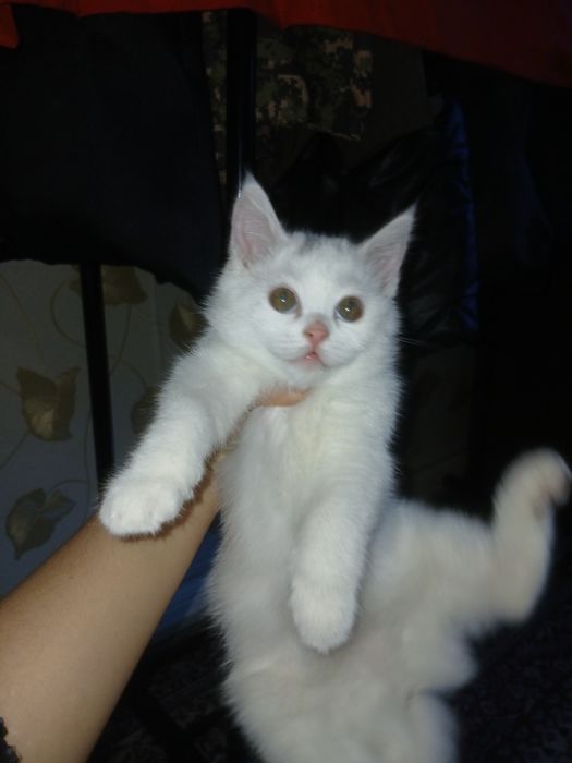 Skotish strayt 2 oylik