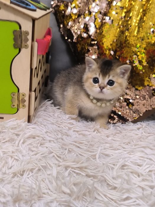 Котята от правильной вязки