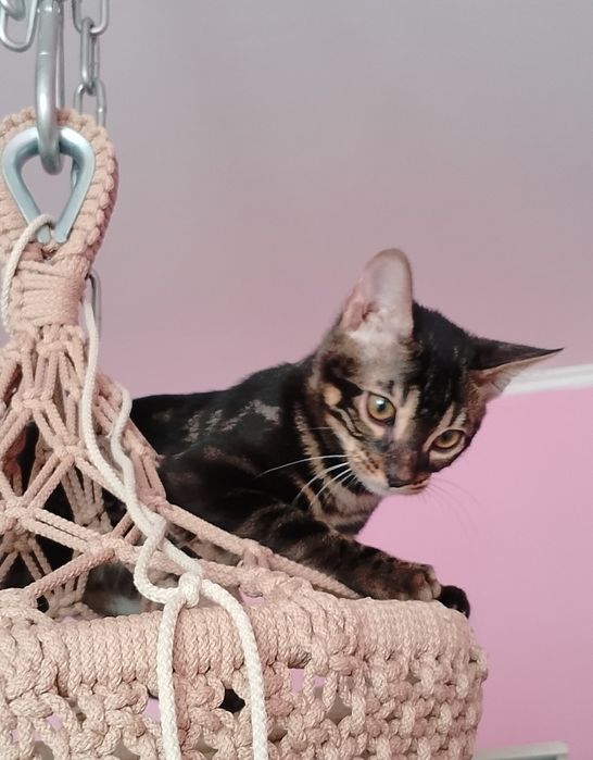 Котята бенгальские