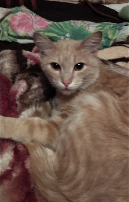 Котик ищет дом .