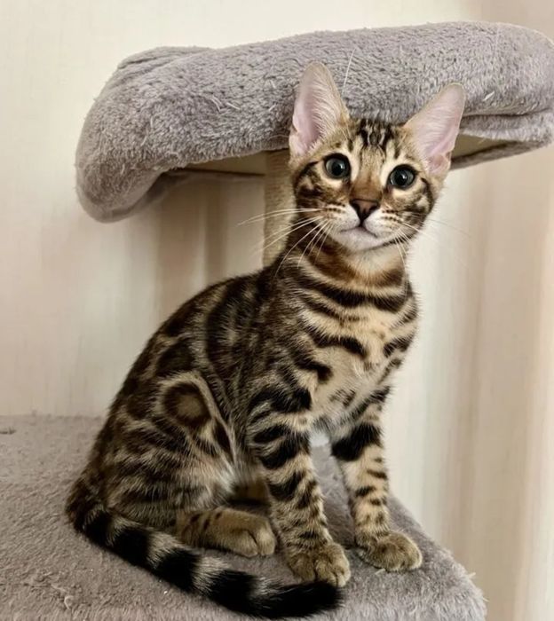 Бенгальские котята