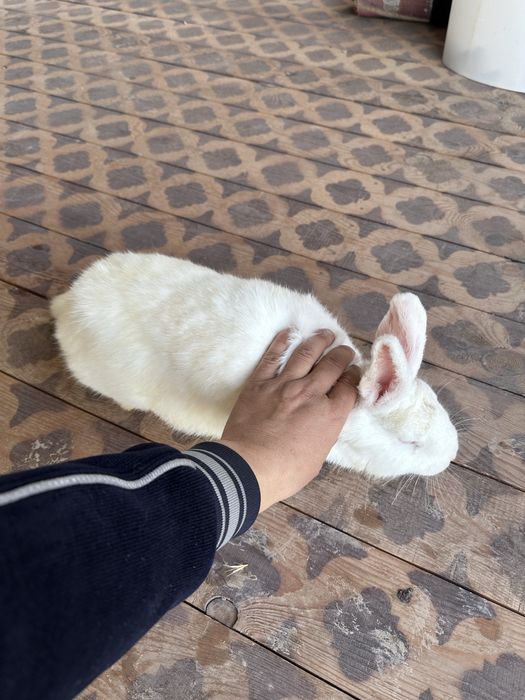 Samka, самка 4 ойли 3 дона