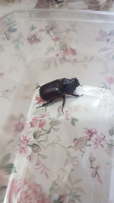 Жук  насарог  для  тирариума