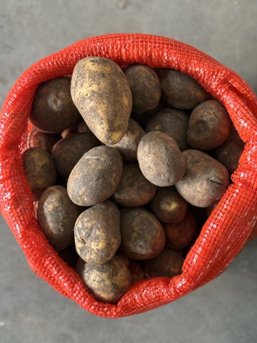 Картофель 80 оптом