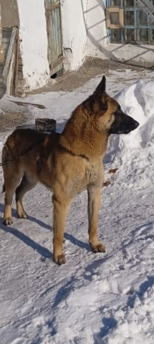 Продам щенка бельгийской овчарки