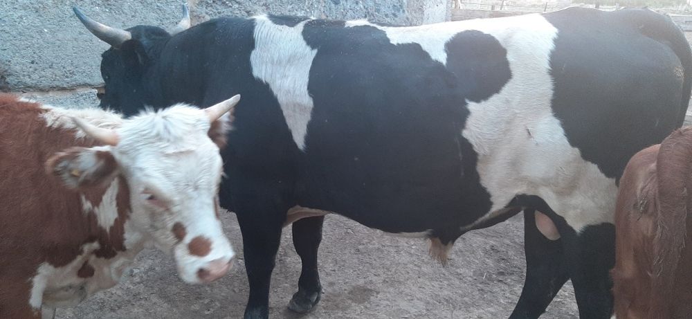 Продам быка на племя
