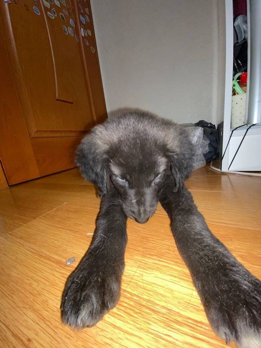 Щенок мальчик ищет дом