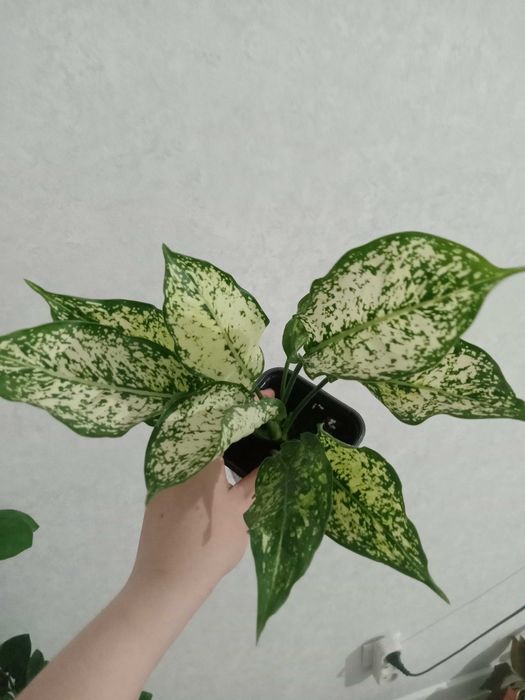 Продам комнатные цветы