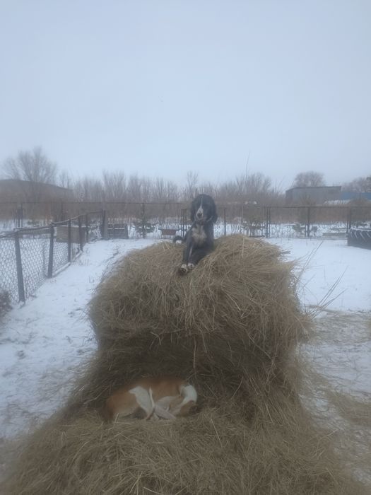 Продаю тазы (сучка)