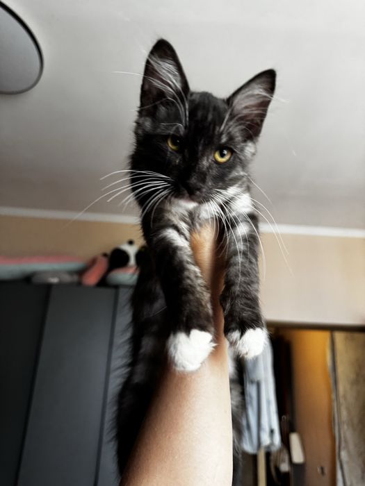 Отдам котенка 4 месяца