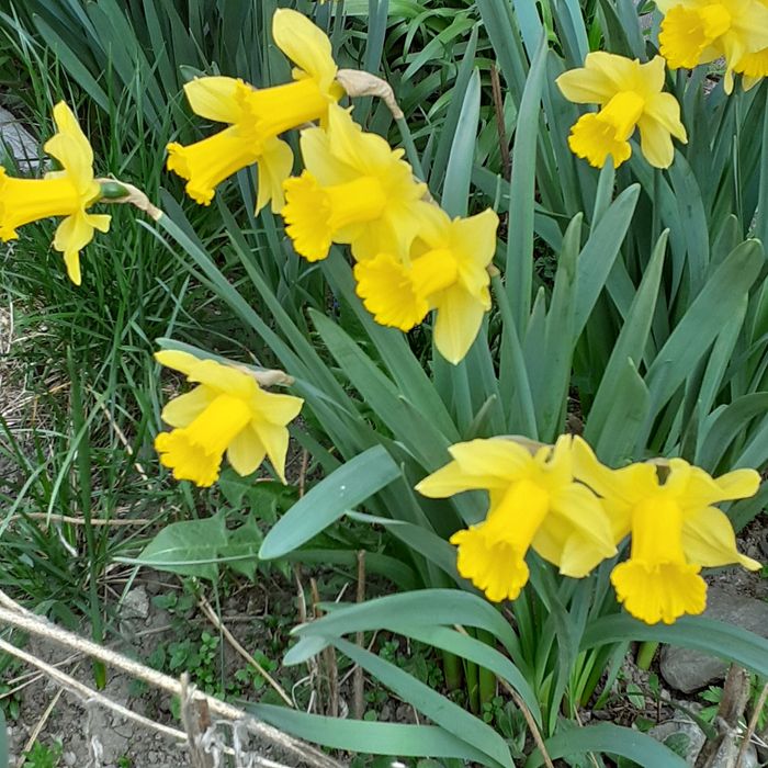 Bulbi flori de primavara - Romanesti