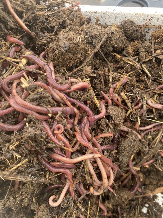 Черви для рыбалки