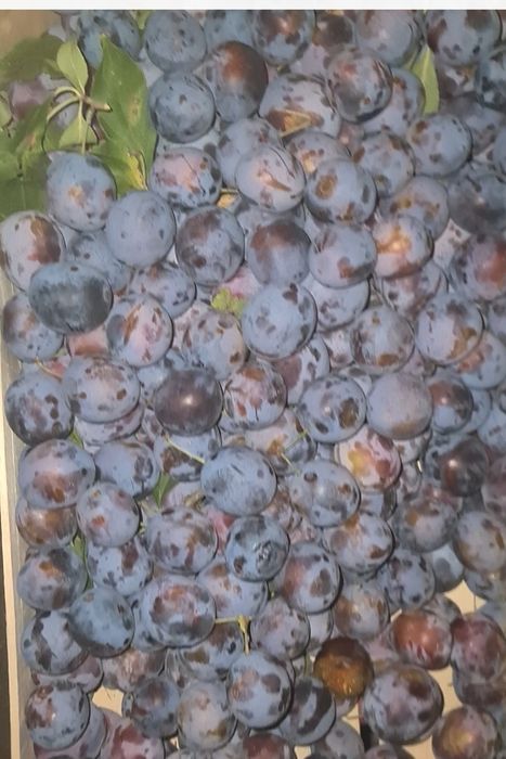 Prune pentru pălincă și țuică din clasa graselor