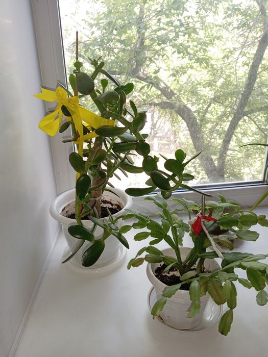 Комнатные расписания