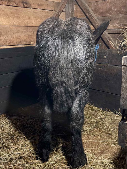 Vând mânze ardeneze sură, murgă, neagră