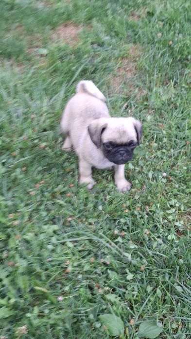 PUG MOPS .Transport in toata Ro