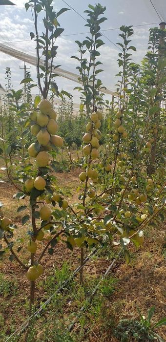 НОК КУЧАТЛАРИНИ 8 Хил сорти бор сортига падвойига кафолат берамиз