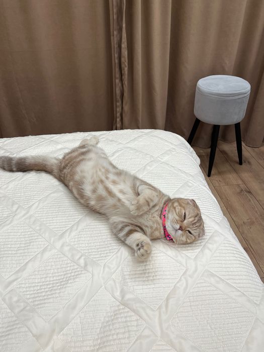 Шотландская Кошка