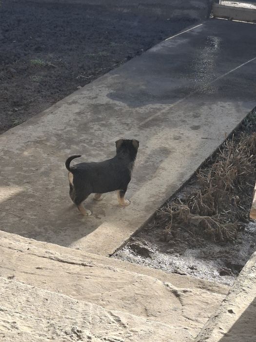 Щенки немецкого овчарки