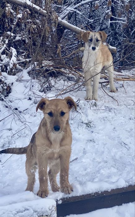 Отдам щенков, девочки, 4 мес