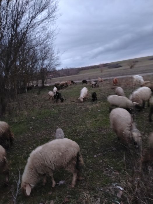 Vând Oi și Carabase și Suffoik și miei și Berbec  și Capre și iezi și