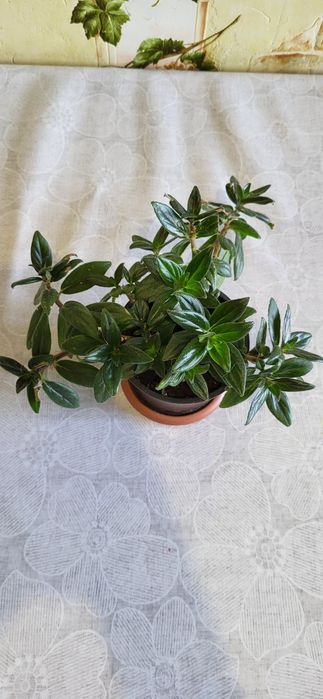 Продам комнатные цветы Колумнея
