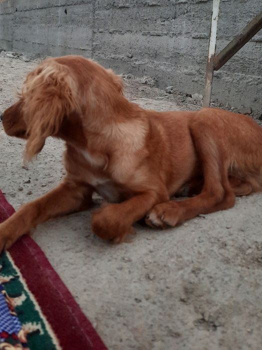 Собака спаниель, 6 месяца