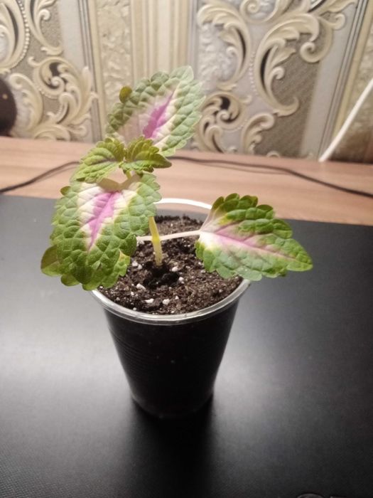 Укоренившийся черенок Колеуса Блюме.