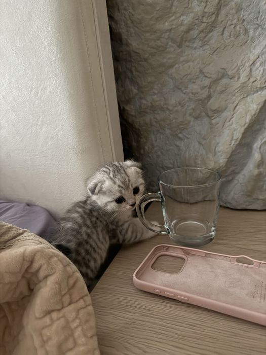 Котенок шотландская вислоухая