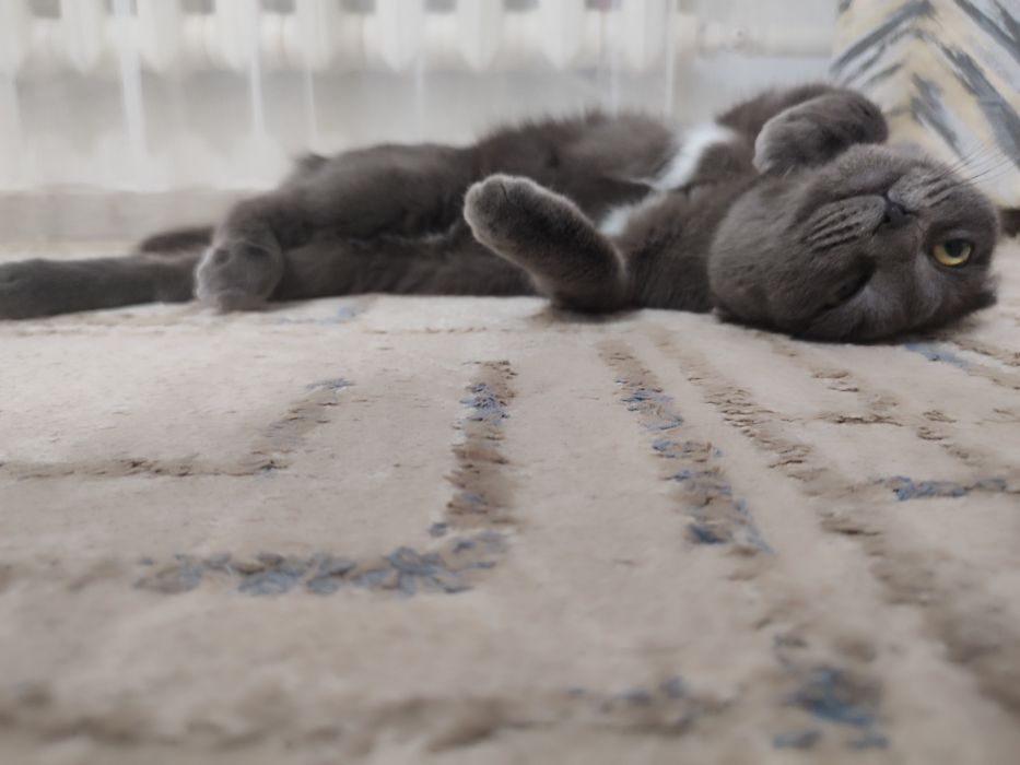 Кошечка для вязки случки