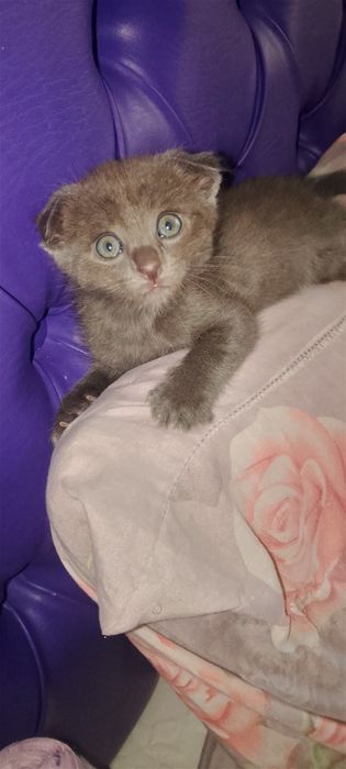 Отдам котят породистых бесплатно