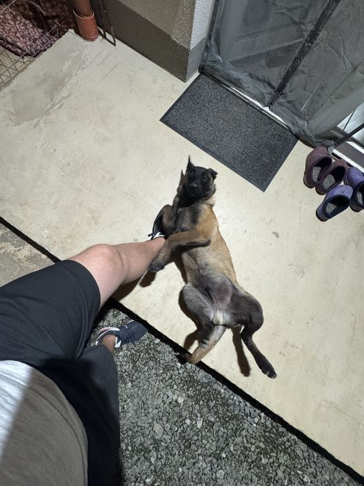 Vand mascul Malinois , ciobanesc belgian cu pedigree