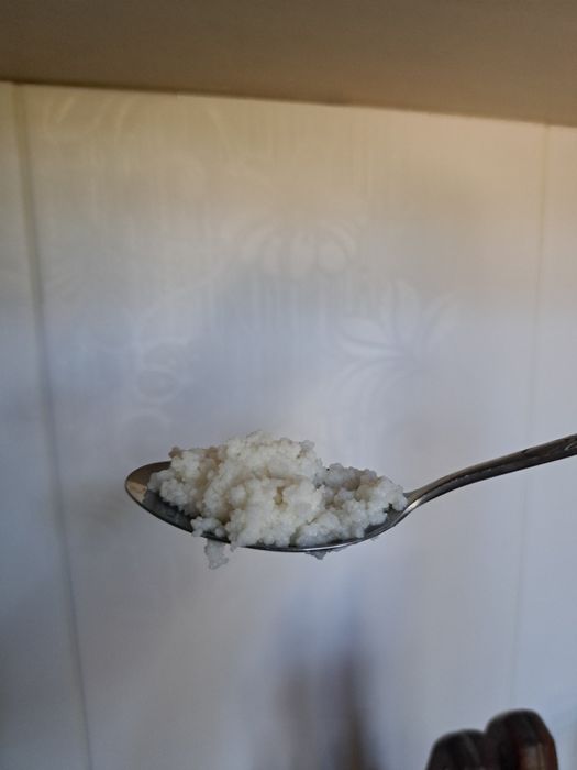 Тибетский молочный гриб