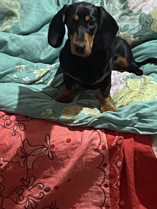 Продаю таксу девачка