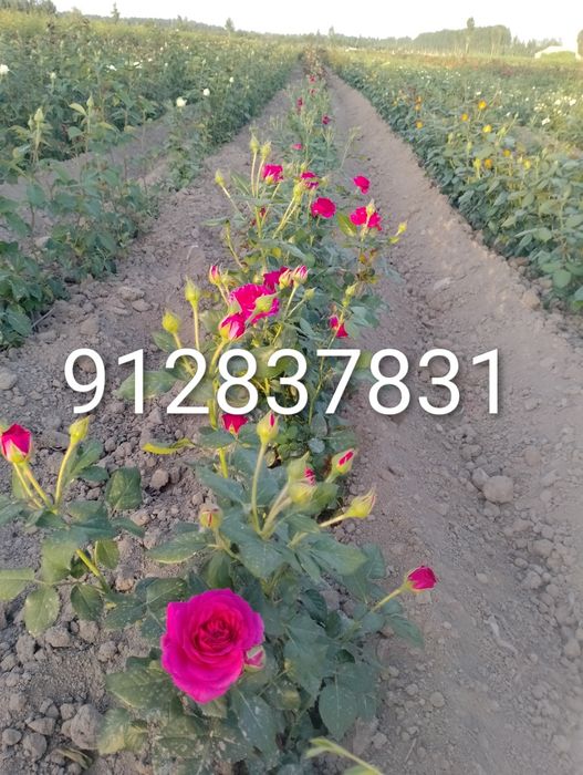 Дехкончилик гарантия качества