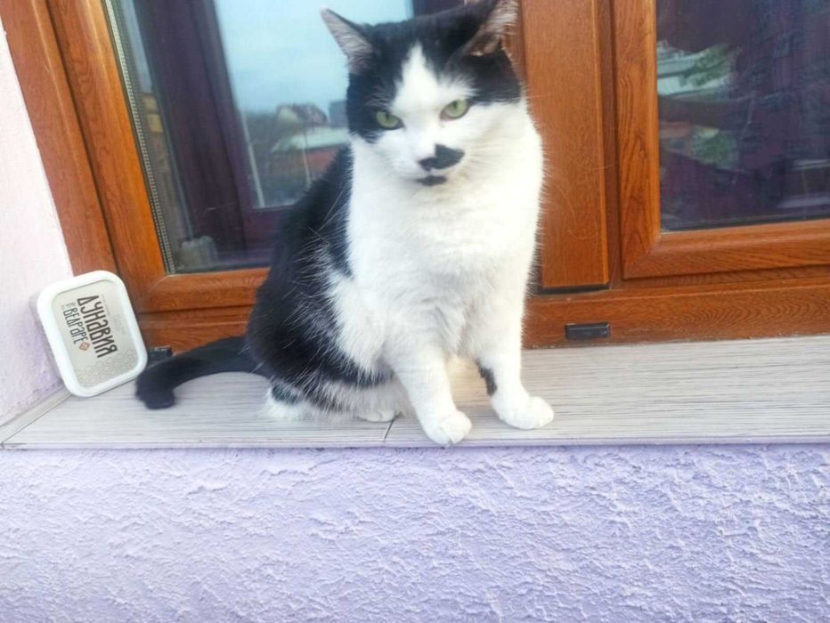 Подаряват се две котенца Джиджи и Джули