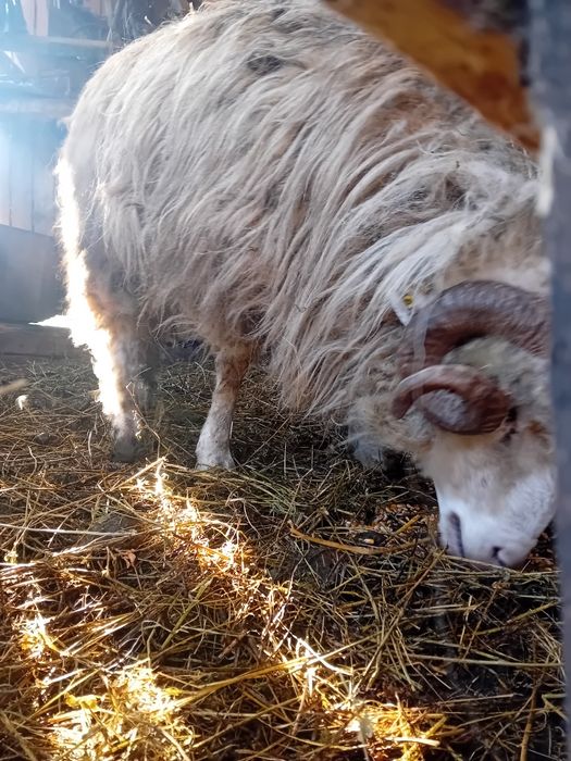 Vând sau schimb berbec  băl stramior