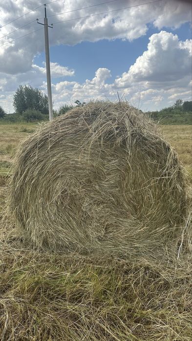 Продам луговое сено