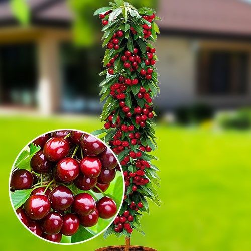 Колоновидные плодовые деревья