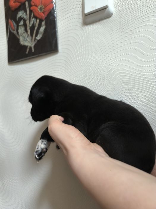 Две радостных пиратки!